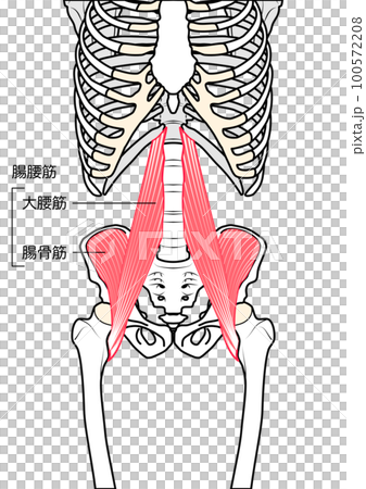 髂腰肌明顯 100572208
