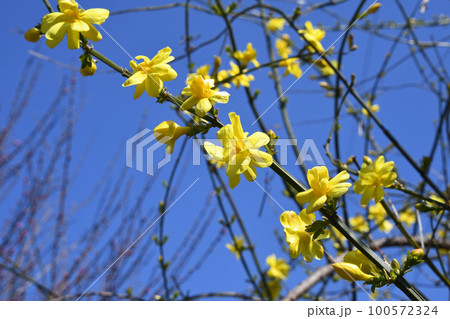 オウバイモドキ（黄梅擬） 100572324