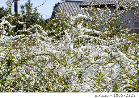 ユキヤナギ(雪柳) ユキヤナギ(雪柳) 100572325