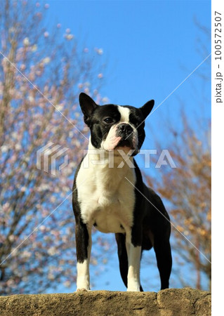 鶴ヶ島市運動公園の青空の下で岩に乗って見つめるボストンテリアのマイティと木立の風景 100572507