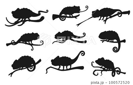 Chameleon vector silhouette icons. Exotic lizard reptiles, chameleon hunting with rolled out tongue sitting on tree branch, zoology park symbol 100572520