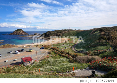 爪木崎の野水仙群落地【静岡県下田市】 爪木崎の野水仙群落地【静岡県下田市】 100572844