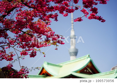 晴天のもとで映える桜ごしの亀戸天神と東京スカイツリー 晴天のもとで映える桜ごしの亀戸天神と東京スカイツリー 100573056