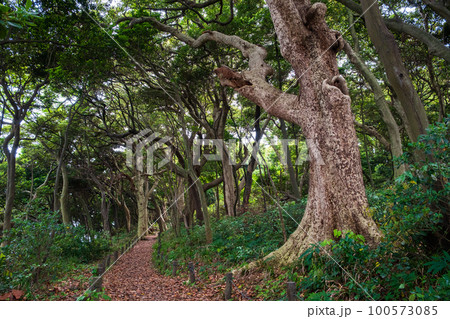 雄島の風景：ヤブニッケイの森 100573085