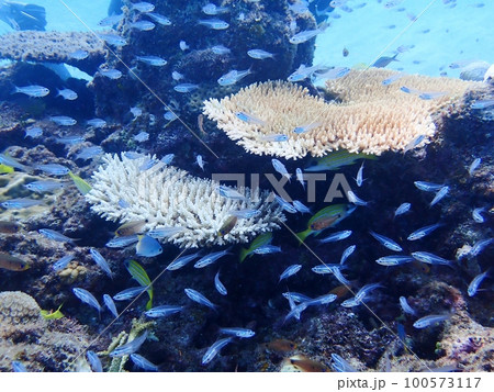 宮古島の青い海と珊瑚と魚群 100573117