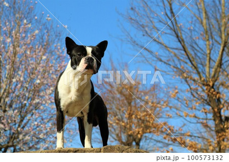 鶴ヶ島市運動公園の青空の下で岩に乗って見つめるボストンテリアのマイティと木立の風景 鶴ヶ島市運動公園の青空の下で岩に乗って見つめるボストンテリアのマイティと木立の風景 100573132