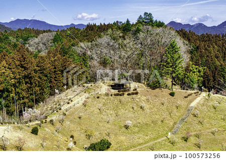東京都　青梅市　吉野梅郷　梅まつりの復活 100573256