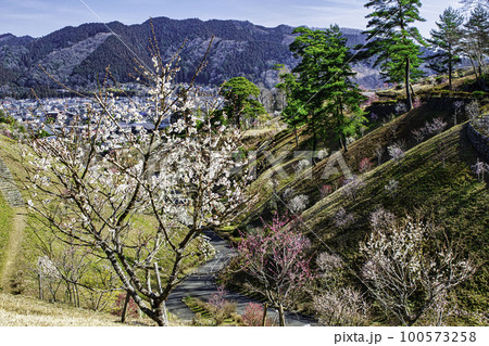 東京都 青梅市 吉野梅郷 梅まつりの復活 東京都 青梅市 吉野梅郷 梅まつりの復活 100573258