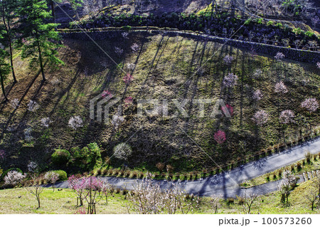 東京都　青梅市　吉野梅郷　梅まつりの復活 100573260