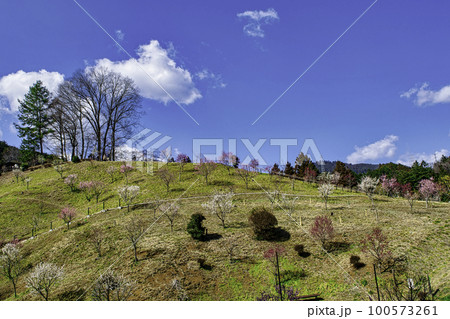 東京都　青梅市　吉野梅郷　梅まつりの復活 100573261
