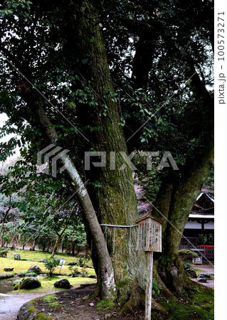 上賀茂神社 100573271