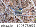 枯草に紛れるシジュウカラ 100573955
