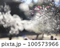 満開の梅並木① 100573966