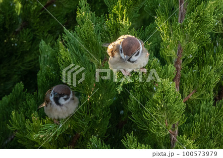 スズメ スズメ 100573979