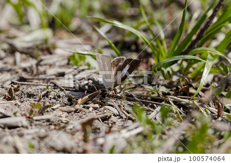 越冬蝶シジミチョウ科ウラギンシジミ♀の吸水行動 100574064