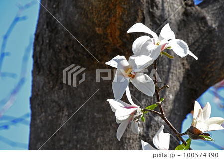 コブシ(辛夷) コブシ(辛夷) 100574390