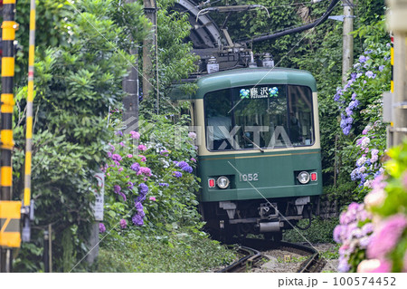 紫陽花と江ノ電【極楽洞】1000形電車 紫陽花と江ノ電【極楽洞】1000形電車 100574452