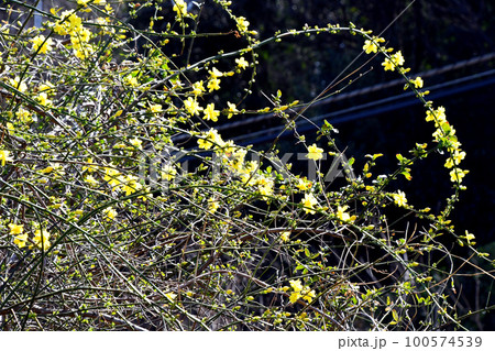 オウバイモドキ(黄梅擬) オウバイモドキ(黄梅擬) 100574539