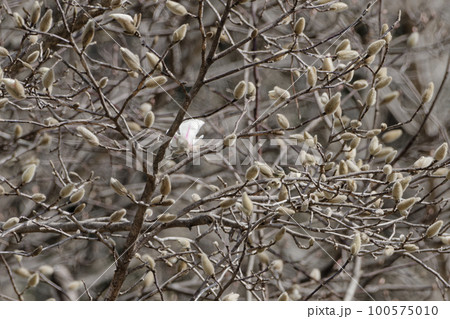 モクレン科辛夷の開花 100575010