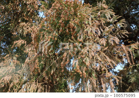 スギ花粉 飛散 100575095