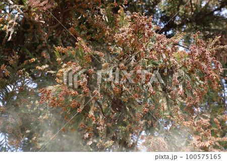 スギ花粉 飛散 100575165