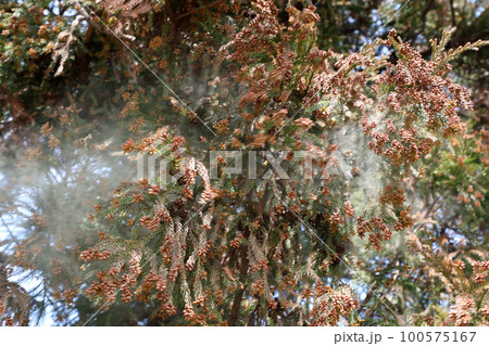 スギ花粉 飛散 100575167