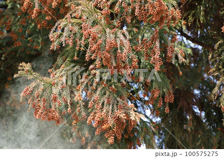 スギ花粉 飛散 スギ花粉 飛散 100575275