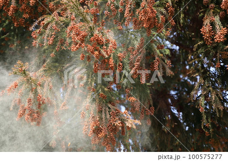 スギ花粉 飛散 100575277