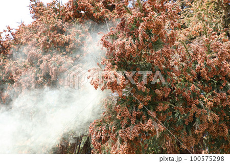 スギ花粉 飛散 スギ花粉 飛散 100575298