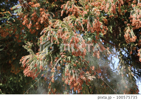 スギ花粉 飛散 100575735