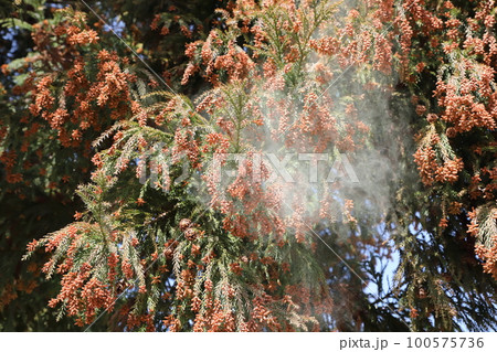 スギ花粉 飛散 スギ花粉 飛散 100575736