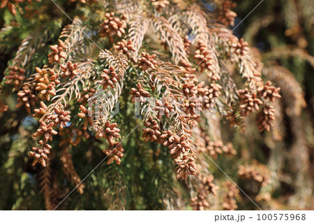 スギ花粉 100575968