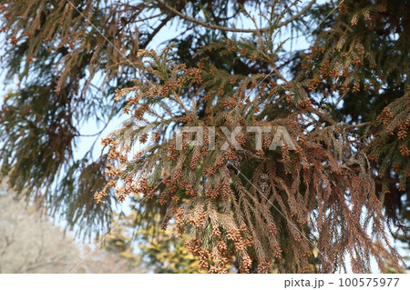 スギ花粉 スギ花粉 100575977