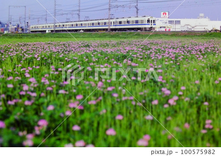 レンゲの咲く春の海老名を走る小田急5200形5251F、海老名→厚木、1983年4月18日、KR 100575982