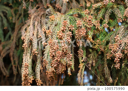 スギ花粉 100575990