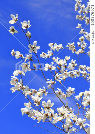 青空に咲く辛夷（コブシ）の花 100576071