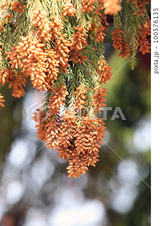 スギ花粉 100576135