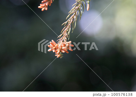 スギ花粉 スギ花粉 100576138