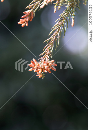 スギ花粉 100576139