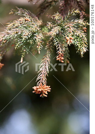 スギ花粉 100576148