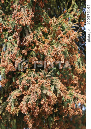 スギ花粉 100576192