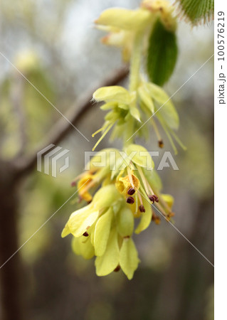 トサミズキ トサミズキ 100576219