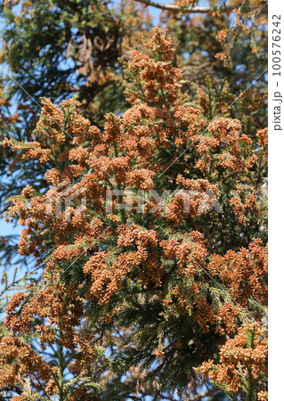 スギ花粉 100576242