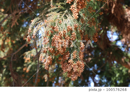 スギ花粉 100576268