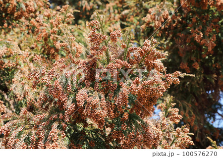 スギ花粉 100576270