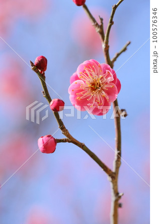 八重咲きの紅梅のクローズアップ【青空バック】【満開】 100576346