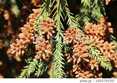 スギ花粉 100576350