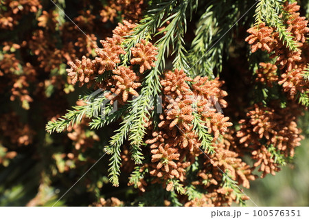 スギ花粉 100576351