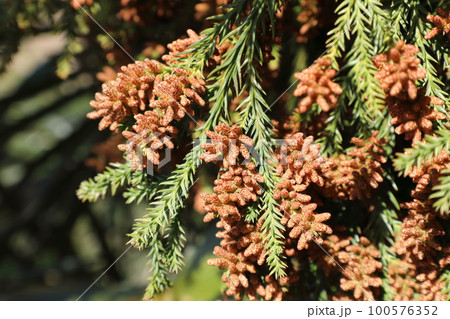 スギ花粉 スギ花粉 100576352