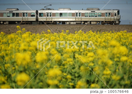 菜の花の咲く近江路を走る225系普通列車 （東海道本線 安土 - 能登川, 2023年3月） 100576646